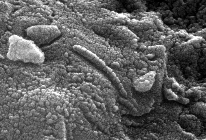 Pictured: An Ancient Martian?