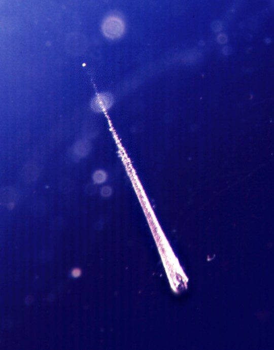 Catching Falling Stardust